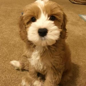 Meet your Posher, Kaitlin